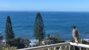 a bird sitting on a railing looking at the ocean at Sea Eagles Unit 9 in Caloundra