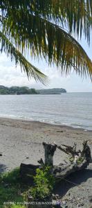 a tree branch on a beach with the water at Hotel Playa Santa Martha in Rivas
