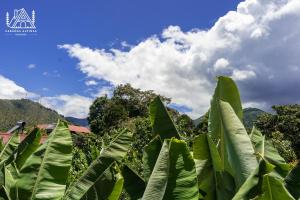 a banana tree with a blue sky and clouds at Cabañas Alpinas en Oxapampa in Oxapampa