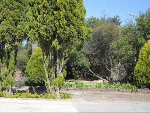 a tree in the middle of a park at Serene Pastures in Midrand