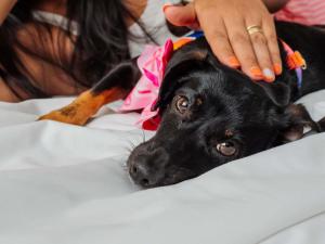 a woman is petting a dog on a bed at Mercure Jaragua do Sul in Jaraguá do Sul