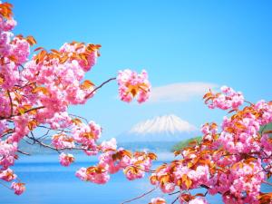 a branch of cherry blossoms with mt fuji in the background at Hotel Cocoa - Vacation STAY 05828v in Sakura