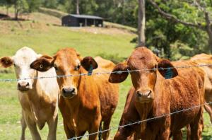 a group of cows standing behind a barbed wire fence at Bellbird Rise Off-Grid Cottage in Conondale