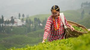 a woman walking through a field with a basket at Kanyam Brichyalaya in Suryodaya