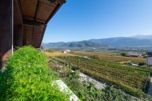 a view of a vineyard with mountains in the background at Apartments Burgunderhof in Termeno