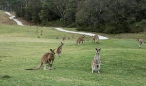 a group of kangaroos standing in a field at Anglesea River Apartment 23 in Anglesea