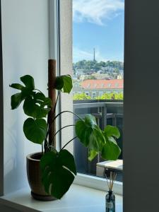 a plant sitting on a window sill next to a plant at Cozy Apartment with Castle view in Staré Mesto
