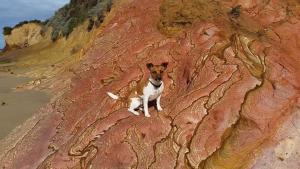 a dog sitting on the side of a mountain at Myrtle Cottage in Aireys Inlet