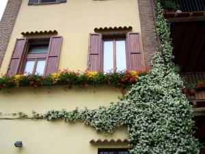 Zahrada ubytování B&b Rosy