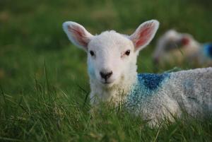 a lamb laying in the grass in the grass at Dolphin Hotel in Inishbofin