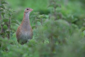 a bird is standing in some plants at Dolphin Hotel in Inishbofin