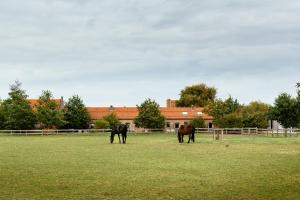 three horses grazing in a field in front of a building at Het Zwaluwnest in Middelkerke