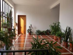 a hallway with potted plants and a wooden door at Residencial o Bras in Alvaiázere