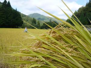 a person walking through a field of tall grass at Yamazatonoiori Soene in Takayama