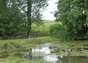 a bird standing in the grass next to a pond at Peckmoor Farm Lodges in Misterton