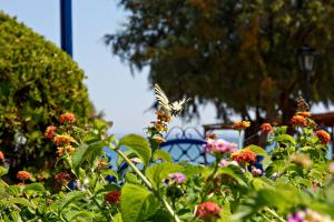 a butterfly flying over a garden with flowers at Karfas Bay View in Karfas