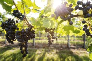 Zahrada ubytování Weingut & Gästezimmer Edelmann