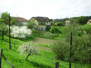 a field with white flowering trees and houses at Spezialitätenhof Familie Eichmann in Neuhaus am Klausenbach