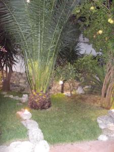 uma palmeira sentada no meio de um quintal em B&B Vela Sea em Civitanova Marche