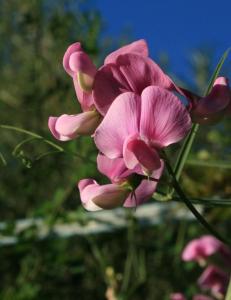 Fotografie z fotogalerie ubytování FeWo Sonnenblume v destinaci Daun