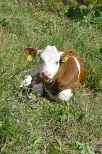 a brown and white cow laying in the grass at Sonnwarthof in Silandro