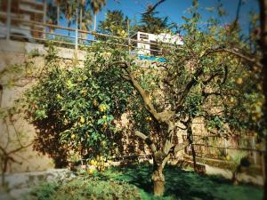 ein Orangenbaum vor einem Gebäude in der Unterkunft Aloha House in Formia