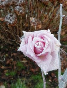 a pink rose with water droplets on it at B&B Cà d'Artisti in Caorle