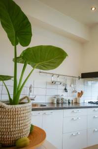 a kitchen with a large green plant in a basket at Apartment Havenstraat in Delft