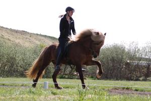 a woman riding a horse in a field at Dæli Guesthouse in Víðidalstunga