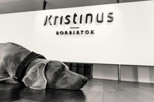 a dog laying on the floor in front of a sign at Kristinus Borbirtok in Kéthely