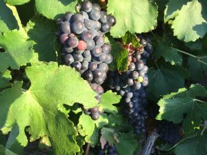 a bunch of grapes hanging on a vine at bluebird cottage in Angaston
