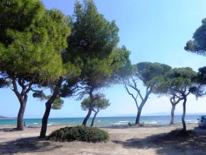 a group of trees on a beach near the ocean at Marathon Eco Stay in Marathon