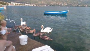 Un petit garçon debout à côté d'un groupe de canards dans l'eau dans l'établissement 'By the Lake' Apartments, à Ohrid