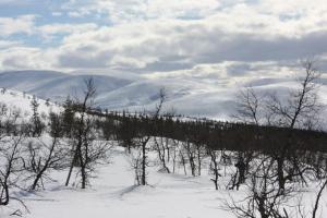 a group of trees in the snow with mountains in the background at Kyrön Loma in Kyrö