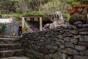 a dog sitting on top of a stone wall at Caldeira Guesthouse in Fajã da Caldeira de Santo Cristo