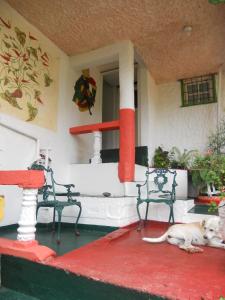 un chien couchant sur la terrasse couverte à l'avant d'une maison dans l'établissement Drapers San Guest House, à Port Antonio