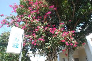 a tree with pink flowers in front of a building at Minshuku Namisou in Iriomote