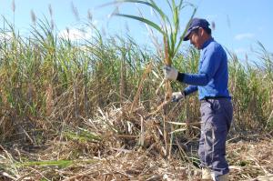 a man standing in a field with a pole at Minshuku Namisou in Iriomote