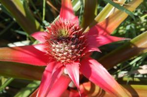a red flower with a pineapple in the middle at Minshuku Namisou in Iriomote