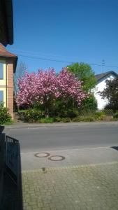 un árbol con flores rosas al lado de una calle en Apartment Meyerhof, en Schwanau