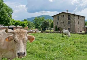 dos vacas están de pie en un campo de hierba en Mas El Ferrés, en Joanetes