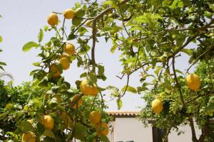 Φωτογραφία από το άλμπουμ του Terra Dei Limoni σε Noto Marina