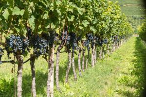 Fotografia z galérie ubytovania Weingut Morandell v destinácii Caldaro + 6 fotografií
