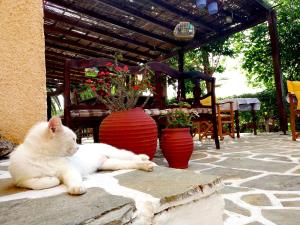 a white cat laying on the ground next to vases at Vagia Traditional in Vaia