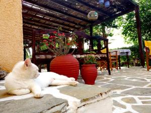 a white cat laying on the ground next to vases at Vagia Traditional, Aegina Island in Vaia
