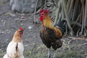 Altri animali domestici presso la stanza in casa privata o nei dintorni