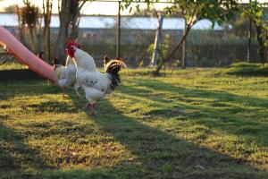 Altri animali domestici presso la stanza in casa privata o nei dintorni