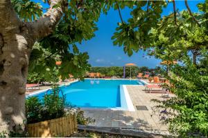 a swimming pool with chairs and a tree at Agriturismo Nardini in Rodi Garganico