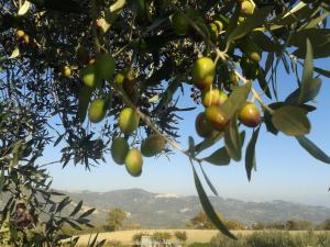 a tree with fruit on it with mountains in the background at Colle Bianco in Mafalda