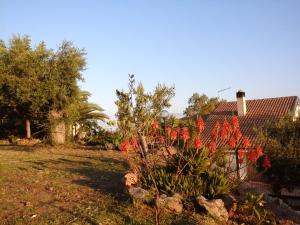 un jardin avec des fleurs rouges en face d'une maison dans l'établissement Agriturismo Chiai Francesco, à Bari Sardo
